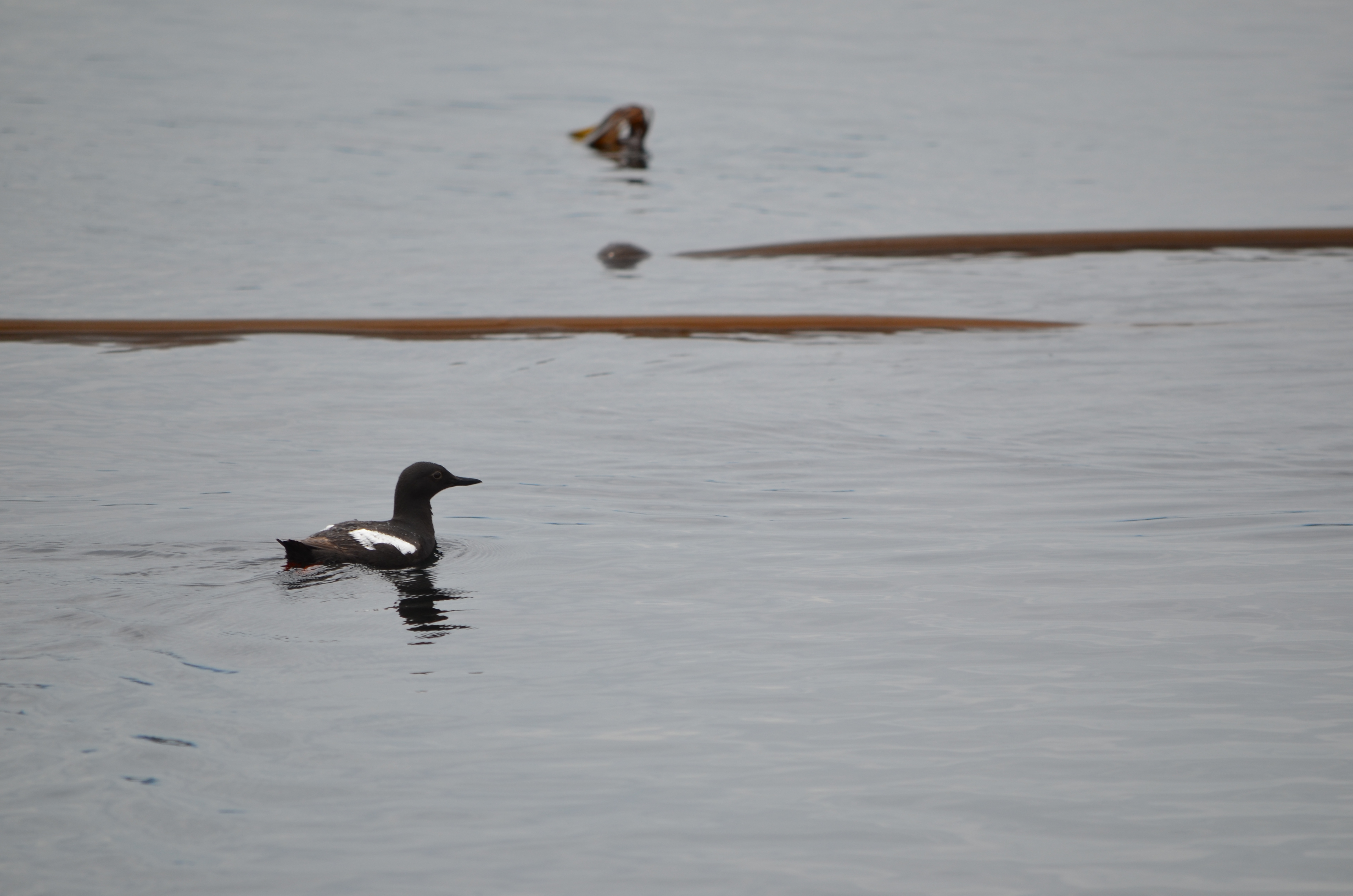 photos/wildlife/Bird_Species/070-Auks/1750-Pigeon_Guillemot/DSC_0236 1.JPG